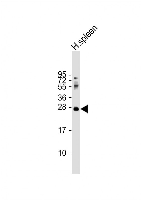 PRTN3 / Myeloblastin Antibody - Anti-PRTN3 Antibody (C-term) at 1:2000 dilution + human spleen lysate Lysates/proteins at 20 µg per lane. Secondary Goat Anti-Rabbit IgG, (H+L), Peroxidase conjugated at 1/10000 dilution. Predicted band size: 28 kDa Blocking/Dilution buffer: 5% NFDM/TBST.