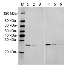 PRTN3 / Myeloblastin Antibody - Independent validation of Human PRTN3 Antibody (11F1A5) and Human PRTN3 Antibody (15E12D7) with Human PRTN3 recombinant protein. Lane 1: 50 ng Human PRTN3 recombinant protein Lane 2: 10 ng Human PRTN3 recombinant protein Lane 3: 5 ng Human PRTN3 recombinant protein Lane 4: 50 ng Human PRTN3 recombinant protein Lane 5: 10 ng Human PRTN3 recombinant protein Lane 6: 5 ng Human PRTN3 recombinant protein Primary Antibody: Lane 1~3: Human PRTN3 Antibody (11F1A5) 1 µg/ml Lane 4~6: Human PRTN3 Antibody (15E12D7) (H&L) [IRDye8°°] (Licor,926-32211)0
