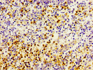 PRTN3 / Myeloblastin Antibody - Immunohistochemistry image of paraffin-embedded human spleen tissue at a dilution of 1:100