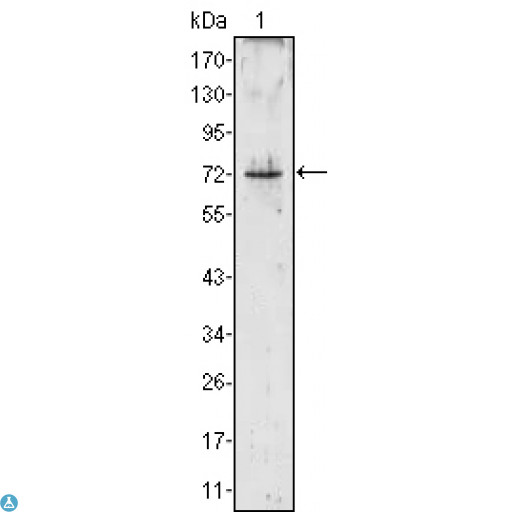 PRTN3 / Myeloblastin Antibody - Western Blot (WB) analysis using PR3 Monoclonal Antibody against PRTN3 (aa28-256)-hIgGFc transfected HEK293 cell lysate (1).
