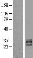 PRTN3 / Myeloblastin Protein - Western validation with an anti-DDK antibody * L: Control HEK293 lysate R: Over-expression lysate