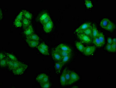 PRUNE Antibody - Immunofluorescence staining of HepG2 cells with PRUNE Antibody at 1:135, counter-stained with DAPI. The cells were fixed in 4% formaldehyde, permeabilized using 0.2% Triton X-100 and blocked in 10% normal Goat Serum. The cells were then incubated with the antibody overnight at 4°C. The secondary antibody was Alexa Fluor 488-congugated AffiniPure Goat Anti-Rabbit IgG(H+L).