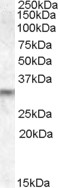 PRUNE2 Antibody - Antibody (1 ug/ml) staining of Human Brain lysate (35 ug protein in RIPA buffer). Primary incubation was 1 hour. Detected by chemiluminescence