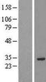 PRUNE2 Protein - Western validation with an anti-DDK antibody * L: Control HEK293 lysate R: Over-expression lysate