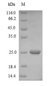 Non-specific lipid-transfer protein 1 Protein - (Tris-Glycine gel) Discontinuous SDS-PAGE (reduced) with 5% enrichment gel and 15% separation gel.