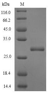 PRO1 Protein - (Tris-Glycine gel) Discontinuous SDS-PAGE (reduced) with 5% enrichment gel and 15% separation gel.