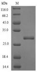 PRO1 Protein - (Tris-Glycine gel) Discontinuous SDS-PAGE (reduced) with 5% enrichment gel and 15% separation gel.