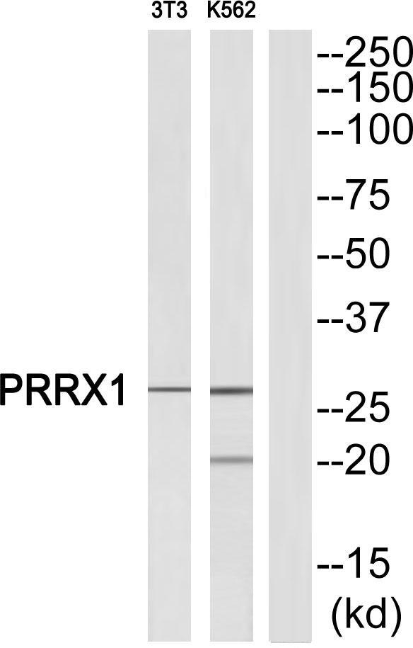 PRX-1 / PRRX1 Antibody - Western blot analysis of extracts from NIH-3T3/K562 cells, using PRRX1 antibody.