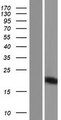 PRY Protein - Western validation with an anti-DDK antibody * L: Control HEK293 lysate R: Over-expression lysate