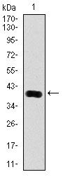PSA-ACT Complex Antibody - PSA Antibody in Western Blot (WB)