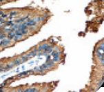 PSAP / Prosaposin Antibody - IHC of PSAP on FFPE Prostate tissue. This image was taken for the unmodified form of this product. Other forms have not been tested.