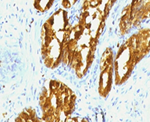 PSAP / Prosaposin Antibody -  This image was taken for the unmodified form of this product. Other forms have not been tested.