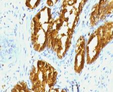 PSAP / Prosaposin Antibody -  This image was taken for the unmodified form of this product. Other forms have not been tested.