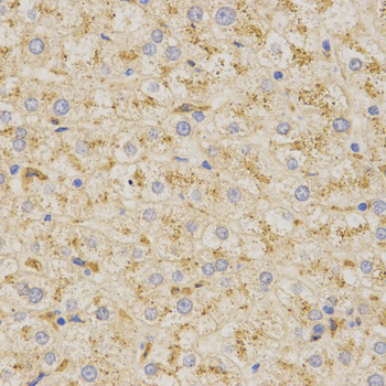 PSAP / Prosaposin Antibody - Immunohistochemistry of paraffin-embedded human liver tissue.