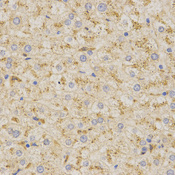 PSAP / Prosaposin Antibody - Immunohistochemistry of paraffin-embedded human liver tissue.