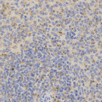 PSAP / Prosaposin Antibody - Immunohistochemistry of paraffin-embedded mouse spleen tissue.