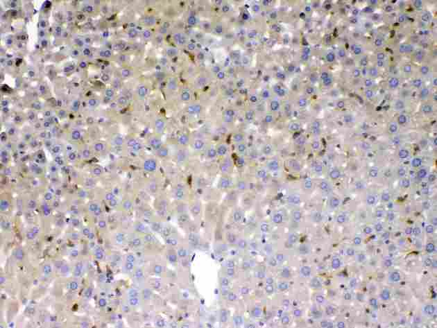 PSAT1 Antibody - PSAT1 was detected in paraffin-embedded sections of mouse liver tissues using rabbit anti- PSAT1 Antigen Affinity purified polyclonal antibody
