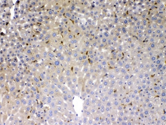 PSAT1 Antibody - IHC testing of FFPE mouse liver with PSAT1 antibody at 1ug/ml. HIER: steam section in pH6 citrate buffer for 20 min.