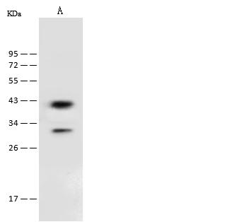 PSAT1 Antibody - Anti-PSAT1 rabbit polyclonal antibody at 1:500 dilution. Lane A: H1299 Whole Cell Lysate. Lysates/proteins at 30 ug per lane. Secondary: Goat Anti-Rabbit IgG (H+L)/HRP at 1/10000 dilution. Developed using the ECL technique. Performed under reducing conditions. Predicted band size: 40 kDa. Observed band size: 40 kDa.