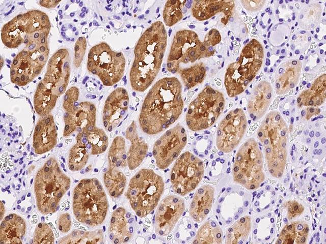 PSAT1 Antibody - Immunochemical staining of human PSAT1 in human kidney with rabbit polyclonal antibody at 1:1000 dilution, formalin-fixed paraffin embedded sections.