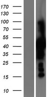 PSAT1 Protein - Western validation with an anti-DDK antibody * L: Control HEK293 lysate R: Over-expression lysate