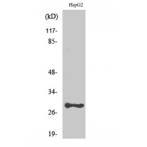 PSCA Antibody - Western blot of PSCA antibody