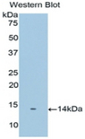 PSCA Antibody - Western blot of recombinant PSCA.  This image was taken for the unconjugated form of this product. Other forms have not been tested.