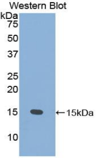 PSCA Antibody - Western blot of recombinant PSCA.  This image was taken for the unconjugated form of this product. Other forms have not been tested.