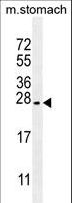 PSCA Antibody - PSCA Antibody western blot of mouse stomach tissue lysates (35 ug/lane). The PSCA antibody detected the PSCA protein (arrow).