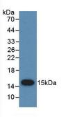 PSCA Antibody - Western Blot; Sample: Recombinant PSCA, Human.