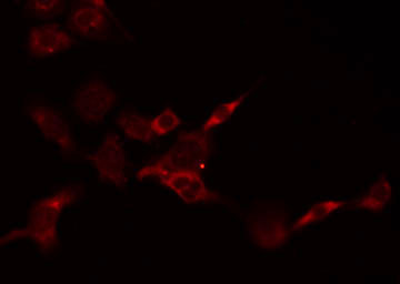 PSCA Antibody - Staining HepG2 cells by IF/ICC. The samples were fixed with PFA and permeabilized in 0.1% Triton X-100, then blocked in 10% serum for 45 min at 25°C. The primary antibody was diluted at 1:200 and incubated with the sample for 1 hour at 37°C. An Alexa Fluor 594 conjugated goat anti-rabbit IgG (H+L) Ab, diluted at 1/600, was used as the secondary antibody.