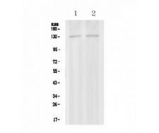 PSD Antibody - Western blot analysis of PSD using anti-PSD antibody