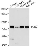 PSD2 Antibody - Western blot analysis of extracts of various cell lines, using PSD2 antibody at 1:1000 dilution. The secondary antibody used was an HRP Goat Anti-Rabbit IgG (H+L) at 1:10000 dilution. Lysates were loaded 25ug per lane and 3% nonfat dry milk in TBST was used for blocking. An ECL Kit was used for detection and the exposure time was 5s.