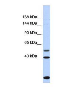 PSD3 Antibody - Western blot of Human Fetal Heart. PSD3 antibody dilution 1.0 ug/ml.  This image was taken for the unconjugated form of this product. Other forms have not been tested.