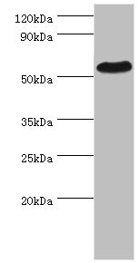PSEN1 / Presenilin 1 Antibody - Western blot All lanes: PSEN1 antibody at 2µg/ml + Hela whole cell lysate Secondary Goat polyclonal to rabbit IgG at 1/10000 dilution Predicted band size: 53, 43, 22, 47, 49 kDa Observed band size: 53 kDa