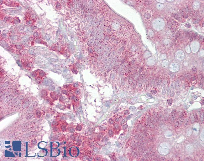 PSEN1 / Presenilin 1 Antibody - Anti-PSEN1 / Presenilin 1 antibody IHC of human small intestine. Immunohistochemistry of formalin-fixed, paraffin-embedded tissue after heat-induced antigen retrieval. Antibody concentration 5 ug/ml.  This image was taken for the unconjugated form of this product. Other forms have not been tested.