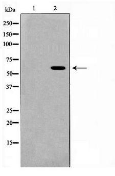 PSEN1 / Presenilin 1 Antibody - Western blot of RAW264.7 cell lysate using Presenilin 1 Antibody