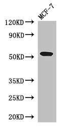 PSEN1 / Presenilin 1 Antibody - Western Blot Positive WB detected in:MCF-7 whole cell lysate All Lanes: PSEN1 antibody at 3ug/ml Secondary Goat polyclonal to rabbit IgG at 1/50000 dilution Predicted band size: 53,43,22,47,49 kDa Observed band size: 53 kDa
