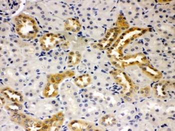 PSEN2 / Presenilin 2 Antibody - IHC-P: Presenilin 2 antibody testing of rat kidney tissue