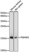 PSENEN / PEN-2 Antibody - Western blot analysis of extracts of various cell lines, using PSENEN antibody at 1:1000 dilution. The secondary antibody used was an HRP Goat Anti-Rabbit IgG (H+L) at 1:10000 dilution. Lysates were loaded 25ug per lane and 3% nonfat dry milk in TBST was used for blocking. An ECL Kit was used for detection and the exposure time was 10s.