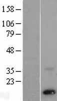 PSENEN / PEN-2 Protein - Western validation with an anti-DDK antibody * L: Control HEK293 lysate R: Over-expression lysate