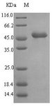lasB Protein - (Tris-Glycine gel) Discontinuous SDS-PAGE (reduced) with 5% enrichment gel and 15% separation gel.