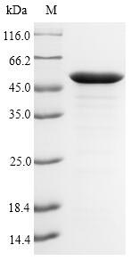 lpxC / asmB / envA Protein - (Tris-Glycine gel) Discontinuous SDS-PAGE (reduced) with 5% enrichment gel and 15% separation gel.