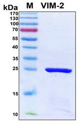 Metallo-beta-lactamase VIM-2 Protein - SDS-PAGE under reducing conditions and visualized by Coomassie blue staining