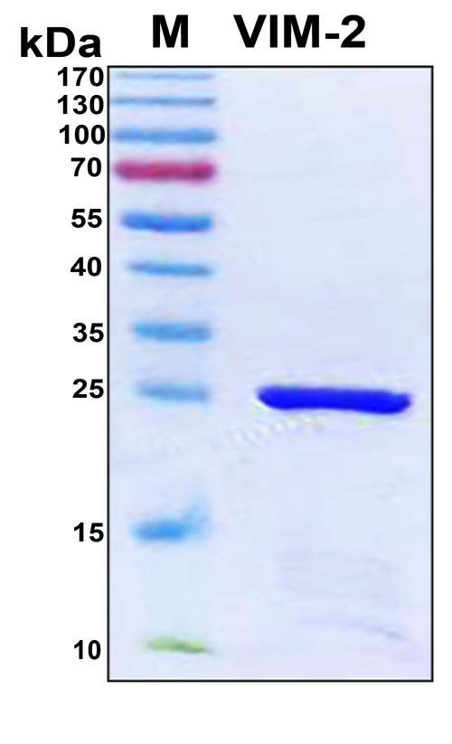 Metallo-beta-lactamase VIM-2 Protein - SDS-PAGE under reducing conditions and visualized by Coomassie blue staining