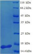 PA-I galactophilic lectin Protein