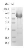 plcH Protein - (Tris-Glycine gel) Discontinuous SDS-PAGE (reduced) with 5% enrichment gel and 15% separation gel.