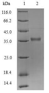 Protease LasA Protein - (Tris-Glycine gel) Discontinuous SDS-PAGE (reduced) with 5% enrichment gel and 15% separation gel.