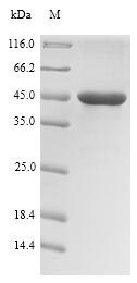 rhlR Protein - (Tris-Glycine gel) Discontinuous SDS-PAGE (reduced) with 5% enrichment gel and 15% separation gel.