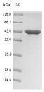 rhlR Protein - (Tris-Glycine gel) Discontinuous SDS-PAGE (reduced) with 5% enrichment gel and 15% separation gel.